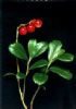 Lingonberry Anthocyanin 